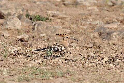 Hoopoe (Upupa epops) Jebel Samhan, Dhofar, S Oman. Oct 9, 2015. Fall,Geotagged,Hoopoe,Oman,Upupa epops