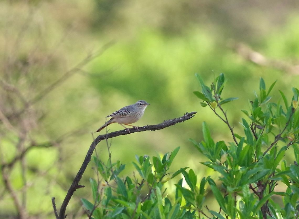 Long-billed pipit (Anthus similis) Dhalqut, Dhofar, S Oman. Oct 10, 2015. Anthus similis,Fall,Geotagged,Long-billed pipit,Oman