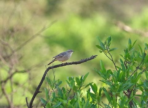 Long-billed pipit (Anthus similis) Dhalqut, Dhofar, S Oman. Oct 10, 2015. Anthus similis,Fall,Geotagged,Long-billed pipit,Oman