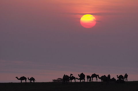 Dromedaries at sunrise Dhalqut, Dhofar, S Oman. Oct 10, 2015. Camelus dromedarius,Dromedary camel,Fall,Geotagged,Oman