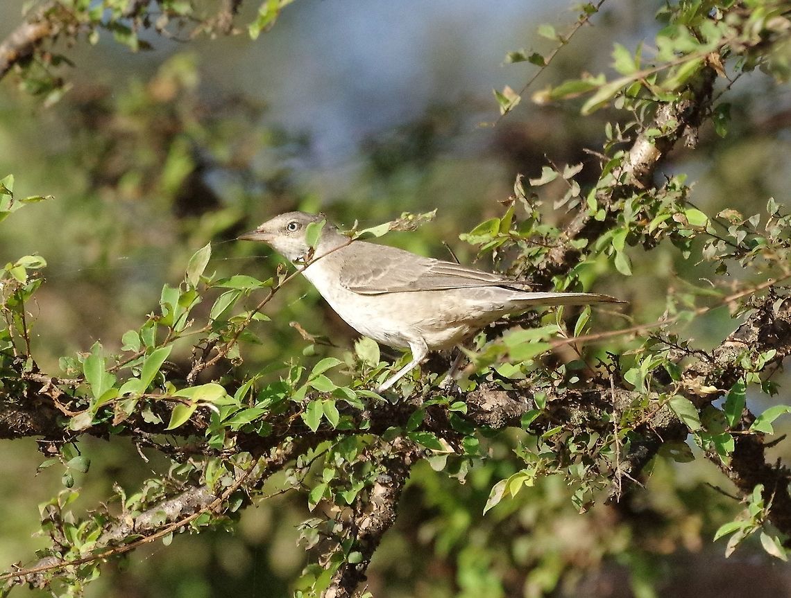 Barred warbler (Sylvia nisoria) Dhalqut, Dhofar, S Oman. Oct 10, 2015. Barred warbler,Fall,Geotagged,Oman,Sylvia nisoria