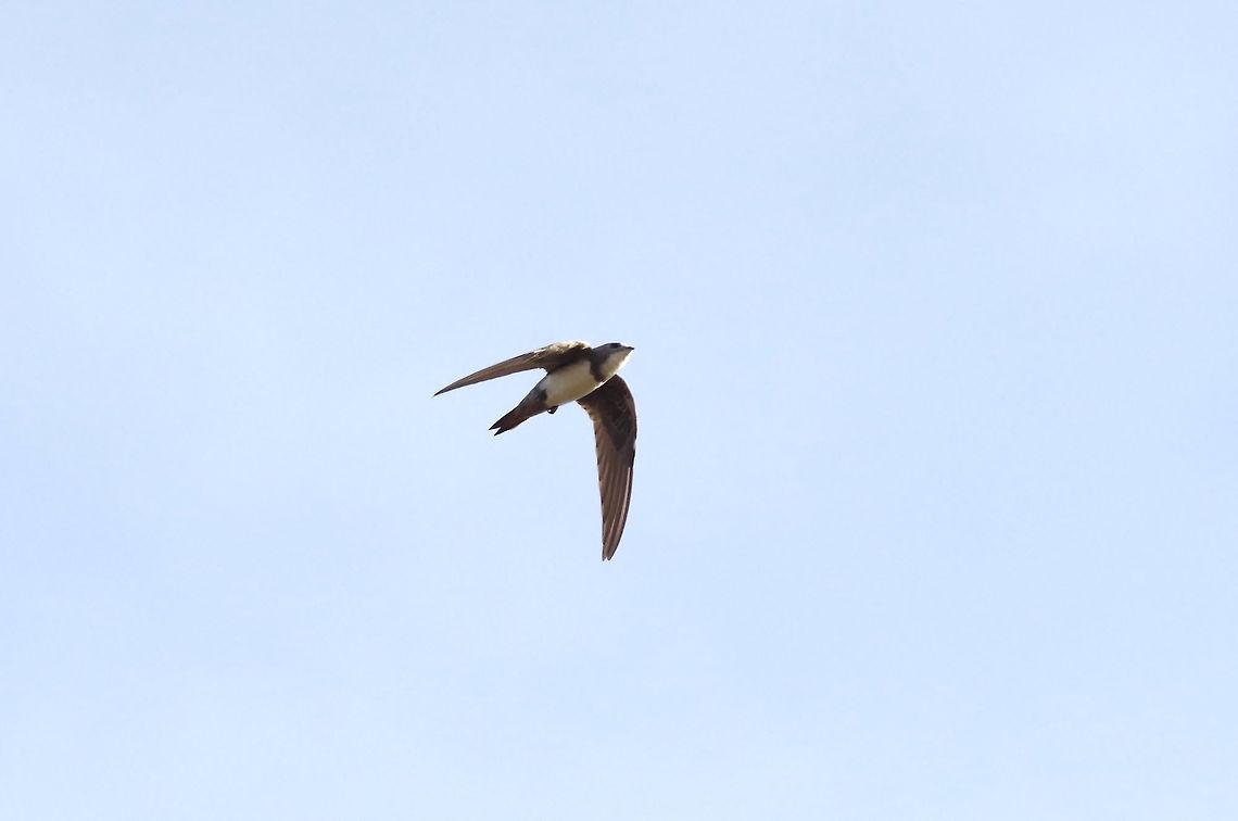 Alpine swift (Tachymarptis melba) Dhalqut, Dhofar, S Oman. Oct 10, 2015. Alpine swift,Apus melba,Fall,Geotagged,Oman,Tachymarptis melba