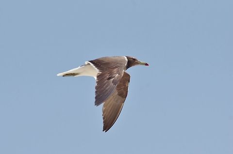 Sooty gull (Ichthyaetus hemprichii) Al Mughsayl, Dhofar, S Oman. Oct 11, 2015. Fall,Geotagged,Ichthyaetus hemprichii,Oman,Sooty gull