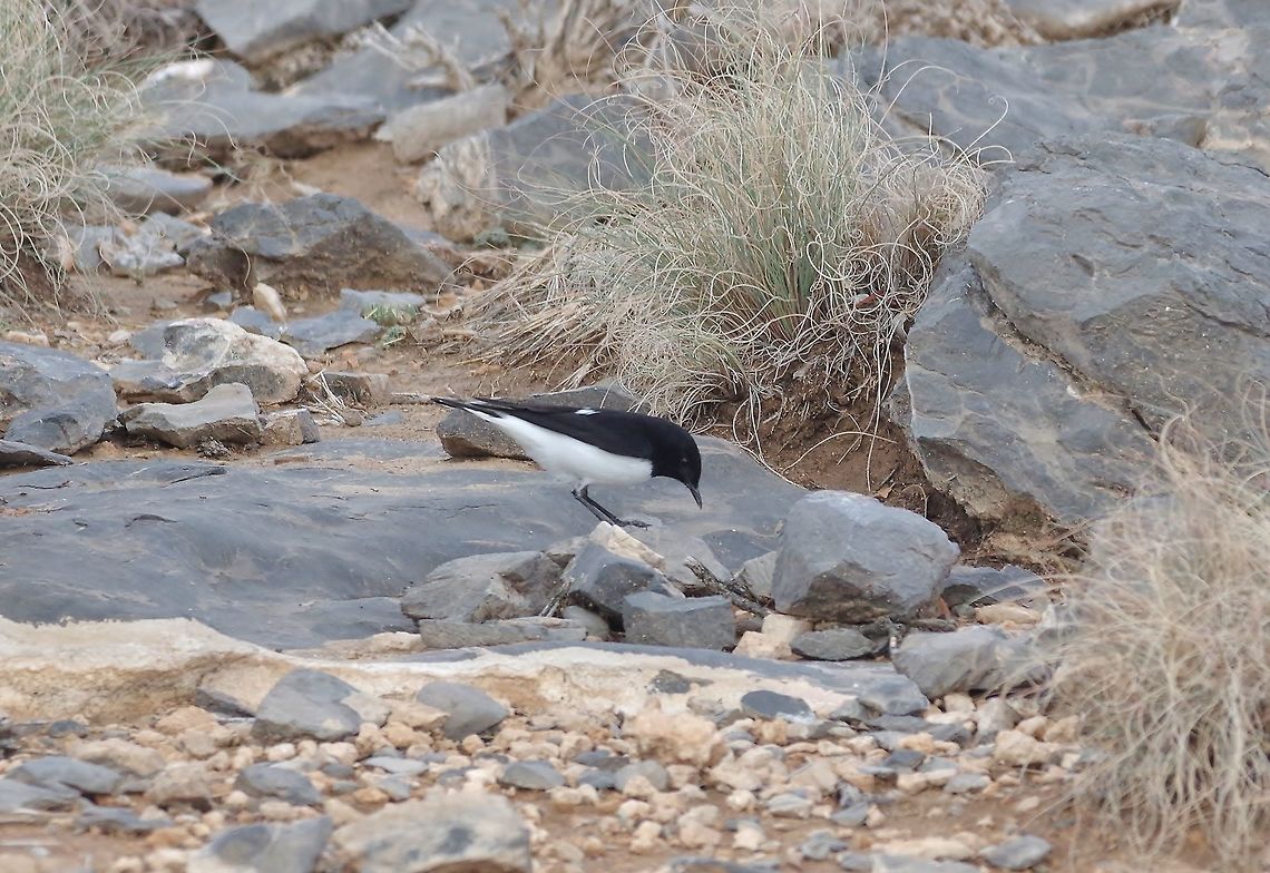 Hume's wheatear (Oenanthe albonigra) Jebel Shams, N Oman. Oct 16, 2015. Fall,Geotagged,Humes wheatear,Oenanthe albonigra,Oman