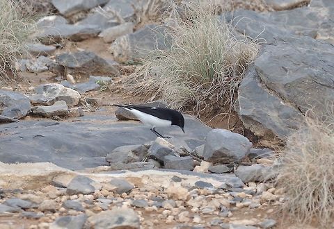 Hume's wheatear (Oenanthe albonigra) Jebel Shams, N Oman. Oct 16, 2015. Fall,Geotagged,Humes wheatear,Oenanthe albonigra,Oman