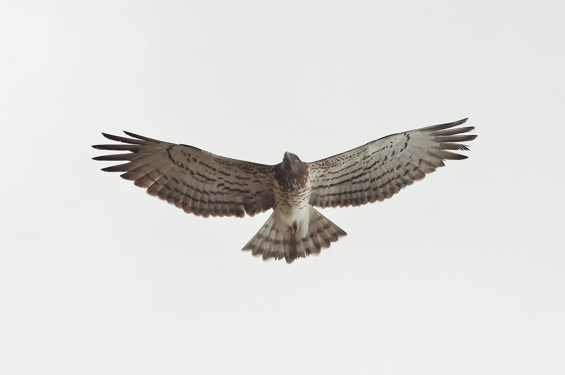 Short-toed Snake Eagle (Circaetus gallicus) Jebel Shams, N Oman. Oct 16, 2015. Circaetus gallicus,Fall,Geotagged,Oman,Short-toed Snake Eagle