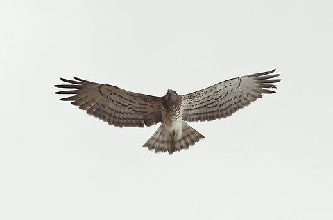 Short-toed Snake Eagle (Circaetus gallicus) Jebel Shams, N Oman. Oct 16, 2015. Circaetus gallicus,Fall,Geotagged,Oman,Short-toed Snake Eagle