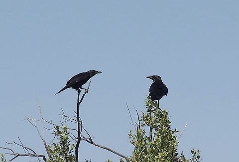 Brown-necked raven (Corvus ruficollis) Jebel Al Alkhdar, N Oman. Oct 17, 2015. Brown-necked raven,Corvus ruficollis,Fall,Geotagged,Oman