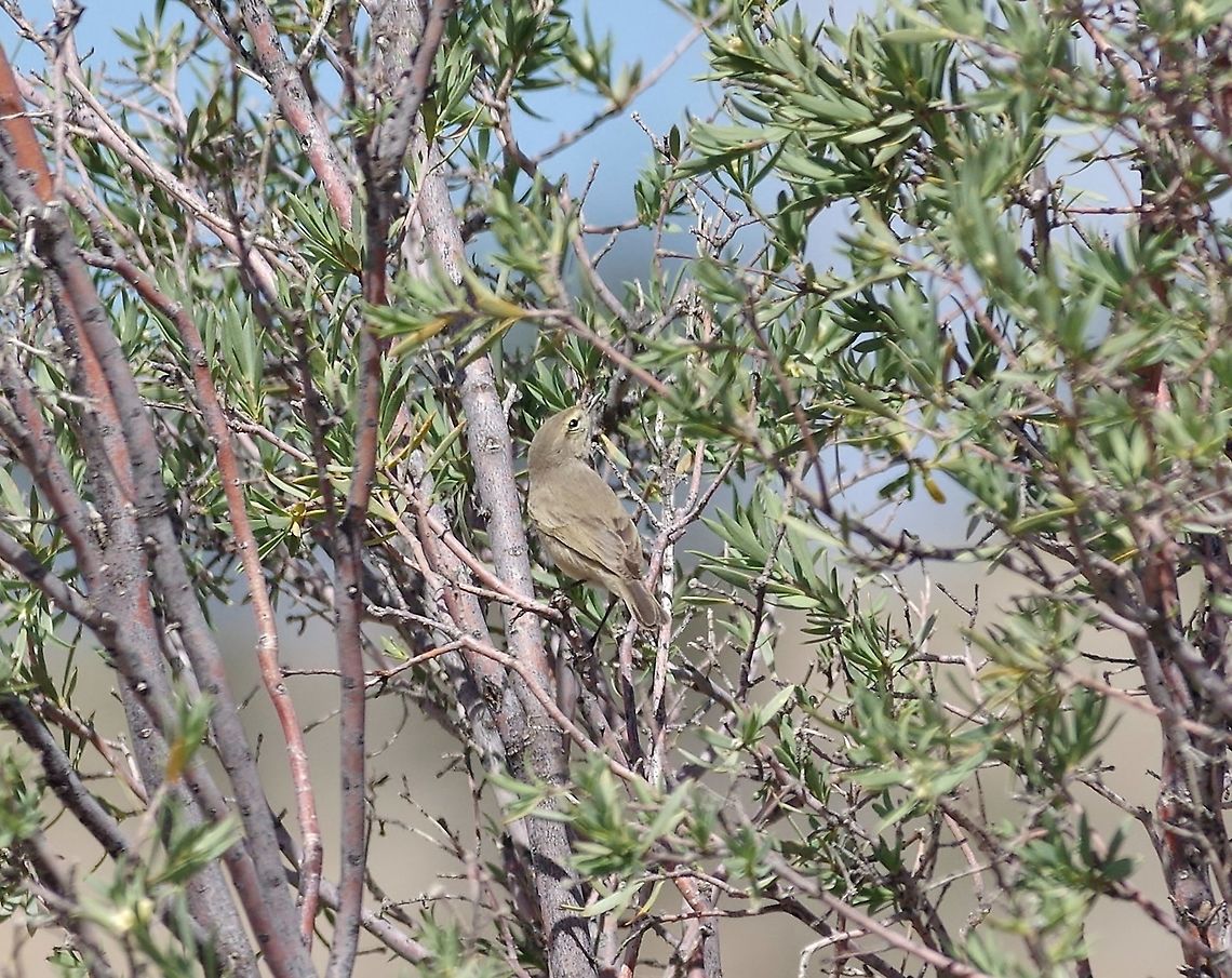 Plain leaf warbler (Phylloscopus neglectus) Jebel Al Alkhdar, N Oman. Oct 17, 2015. Fall,Geotagged,Oman,Phylloscopus neglectus,Plain leaf warbler