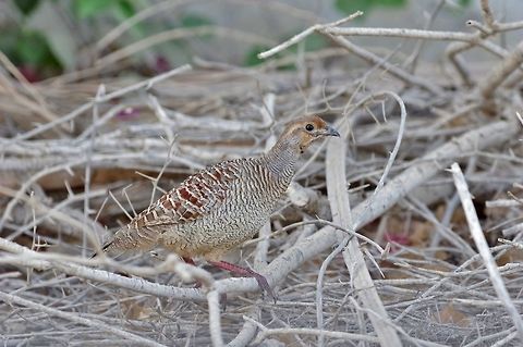 Grey francolin (Francolinus pondicerianus) Billa, N Oman. Oct 19, 2015. Fall,Francolinus pondicerianus,Geotagged,Grey francolin,Oman