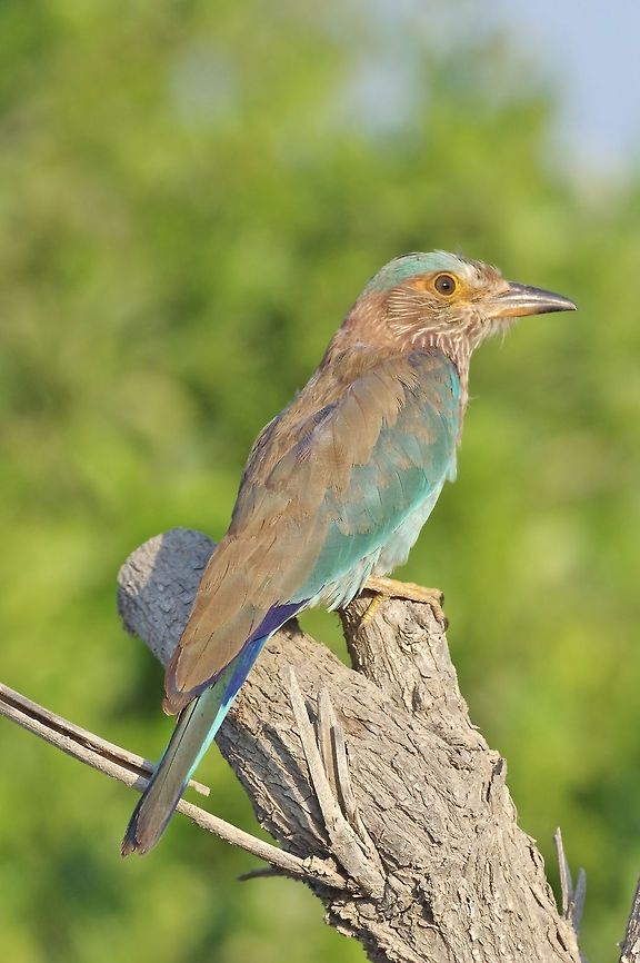 Indian Roller (Coracias benghalensis) Billa, N Oman. Oct 19, 2015. Coracias benghalensis,Fall,Geotagged,Indian Roller,Oman