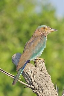 Indian Roller (Coracias benghalensis) Billa, N Oman. Oct 19, 2015. Coracias benghalensis,Fall,Geotagged,Indian Roller,Oman