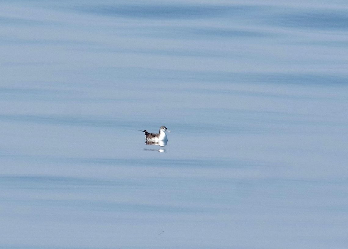 Persian shearwater (Puffinus persicus) Daymaniyat Islands, N Oman. Oct 20, 2015. Fall,Geotagged,Oman,Persian shearwater,Puffinus persicus