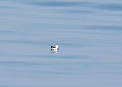 Persian shearwater (Puffinus persicus) Daymaniyat Islands, N Oman. Oct 20, 2015. Fall,Geotagged,Oman,Persian shearwater,Puffinus persicus