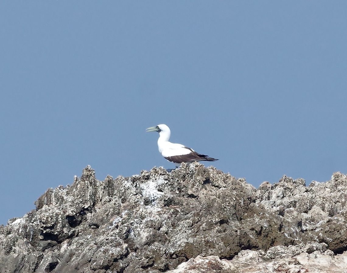 Masked booby (Sula dactylatra) Daymaniyat Islands, N Oman. Oct 20, 2015. Fall,Geotagged,Masked booby,Oman,Sula dactylatra