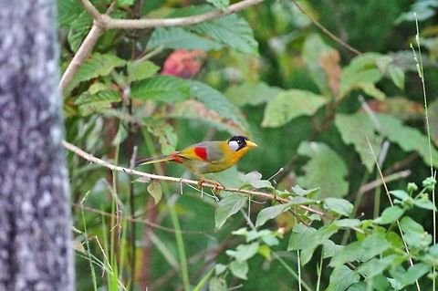 Silver-eared mesia (Leiothrix argentauris) Bukit Fraser, Malaysia. Jul 22, 2015. Geotagged,Leiothrix argentauris,Malaysia,Silver-eared mesia,Summer