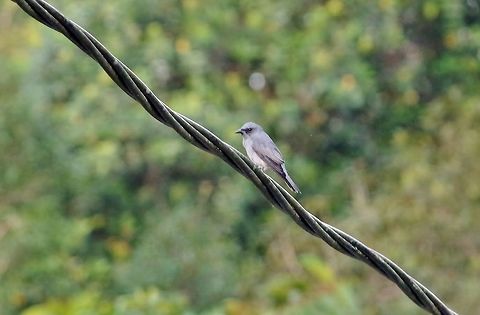 Large cuckooshrike (Coracina macei) Bukit Fraser, Malaysia. Jul 22, 2015. Coracina macei,Geotagged,Large cuckooshrike,Malaysia,Summer