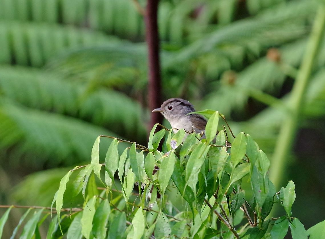 Mountain fulvetta (Alcippe peracensis) Bukit Fraser, Malaysia. Jul 22, 2015. Alcippe peracensis,Geotagged,Malaysia,Mountain fulvetta,Summer