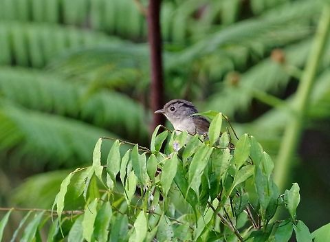 Mountain fulvetta (Alcippe peracensis) Bukit Fraser, Malaysia. Jul 22, 2015. Alcippe peracensis,Geotagged,Malaysia,Mountain fulvetta,Summer