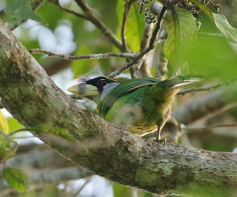 Fire-tufted barbet  (Psilopogon pyrolophus) Bukit Fraser, Malaysia. Jul 22, 2015. Fire-tufted barbet,Geotagged,Malaysia,Psilopogon pyrolophus,Summer