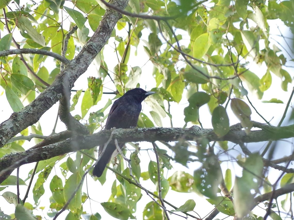 Black and crimson oriole (Oriolus cruentus) Bukit Fraser, Malaysia. Jul 22, 2015. Black and crimson oriole,Geotagged,Malaysia,Oriolus cruentus,Summer