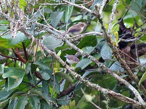 Blue-winged minla (Minla cyanouroptera) Bukit Fraser, Malaysia. Jul 22, 2015. Blue-winged minla,Geotagged,Malaysia,Minla cyanouroptera,Summer