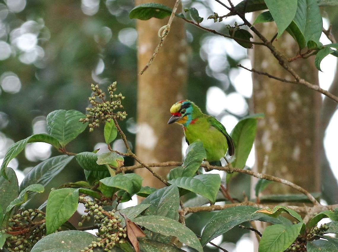 Black-browed barbet (Psilopogon oorti) Bukit Fraser, Malaysia. Jul 22, 2015. Black-browed barbet,Geotagged,Malaysia,Psilopogon oorti,Summer