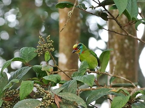 Black-browed barbet (Psilopogon oorti) Bukit Fraser, Malaysia. Jul 22, 2015. Black-browed barbet,Geotagged,Malaysia,Psilopogon oorti,Summer