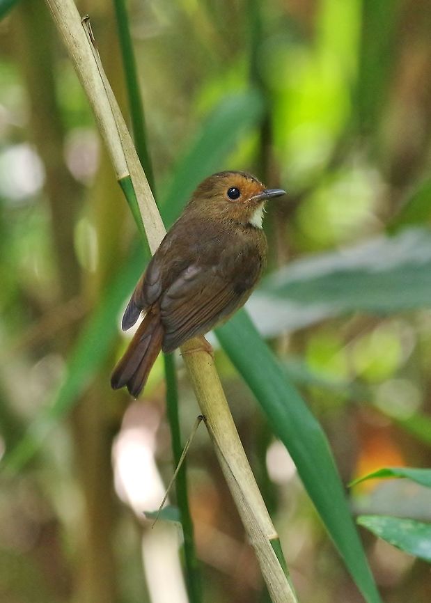 Rufous-browed flycatcher (Anthipes solitaris) Bukit Fraser, Malaysia. Jul 22, 2015. Anthipes solitaris,Geotagged,Malaysia,Rufous-browed flycatcher,Summer