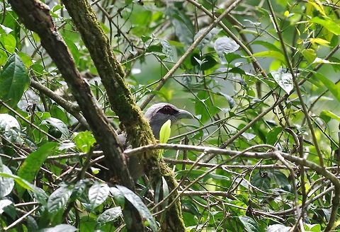 Green-billed malkoha (Phaenicophaeus tristis) Bukit Fraser, Malaysia. Jul 22, 2015. Geotagged,Green-billed malkoha,Malaysia,Phaenicophaeus tristis,Summer
