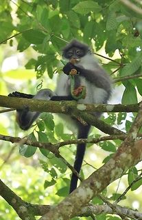 White-thighed surili (Presbytis siamensis) Bukit Fraser, Malaysia. Jul 22, 2015. Geotagged,Malaysia,Presbytis siamensis,Summer,White-thighed surili