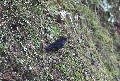 White-tailed robin (Cinclidium leucurum) Bukit Fraser, Malaysia. Jul 22, 2015. Cinclidium leucurum,Geotagged,Malaysia,Summer,White-tailed robin