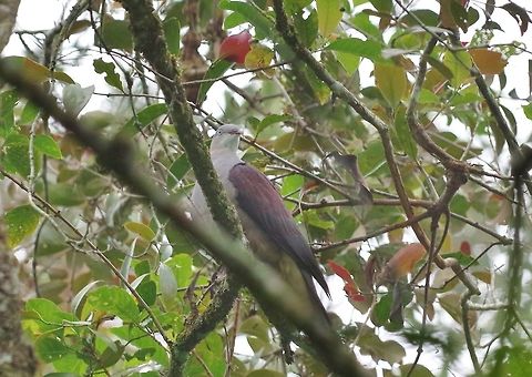 Mountain imperial pigeon (Ducula badia) Bukit Fraser, Malaysia. Jul 22, 2015. Ducula badia,Geotagged,Malaysia,Mountain imperial pigeon,Summer