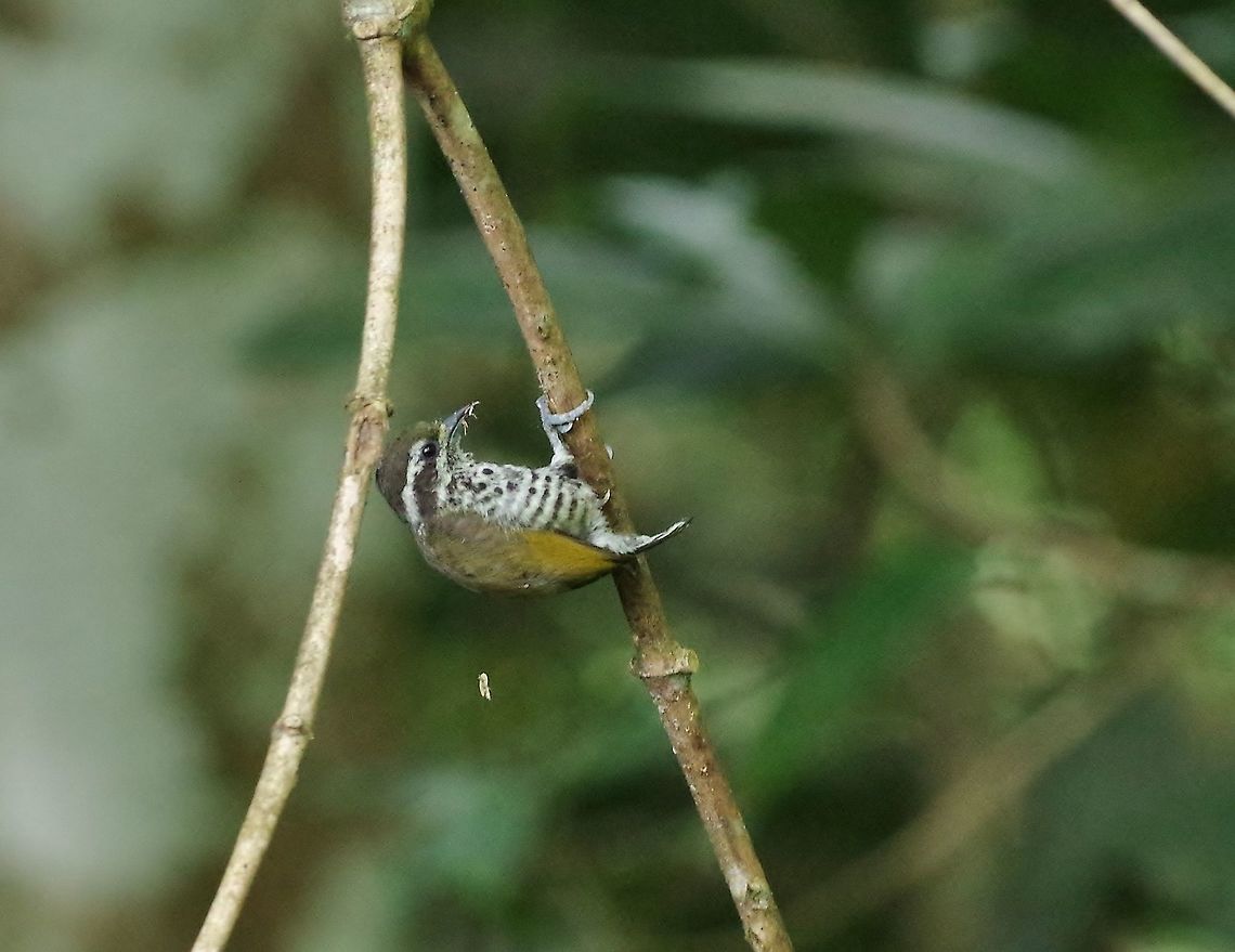 Speckled piculet (Picumnus innominatus) Bukit Fraser, Malaysia. Jul 22, 2015. Geotagged,Malaysia,Picumnus innominatus,Speckled piculet,Summer
