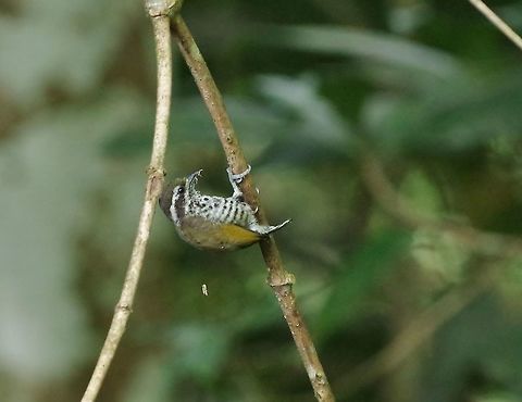 Speckled piculet (Picumnus innominatus) Bukit Fraser, Malaysia. Jul 22, 2015. Geotagged,Malaysia,Picumnus innominatus,Speckled piculet,Summer