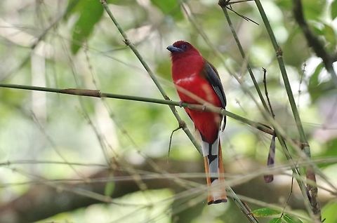 Red-headed trogon (Harpactes erythrocephalus) Bukit Fraser, Malaysia. Jul 23, 2015. Geotagged,Harpactes erythrocephalus,Malaysia,Red-headed trogon,Summer