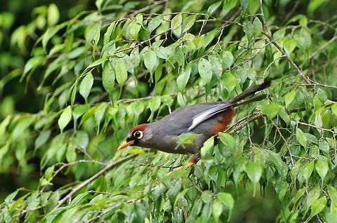 Chestnut-capped laughingthrush (Garrulax mitratus) Bukit Fraser, Malaysia. Jul 24, 2015. Chestnut-capped laughingthrush,Garrulax mitratus,Geotagged,Malaysia,Summer