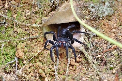 Segmented trapdoor spider (Liphistius malayanus) Bukit Fraser, Malaysia. Jul 24, 2015. Geotagged,Liphistius malayanus,Malaysia,Summer