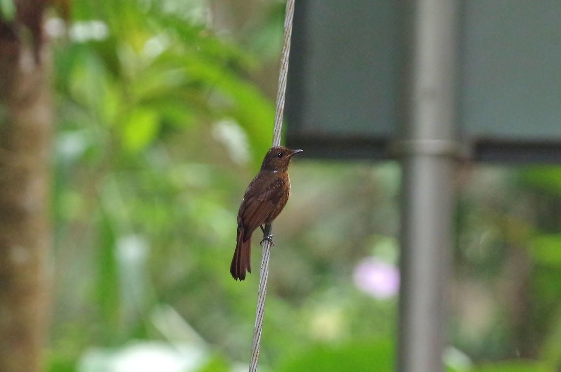 Large niltava (Niltava grandis) female. Bukit Fraser, Malaysia. Jul 24, 2015. Geotagged,Large niltava,Malaysia,Niltava grandis,Summer