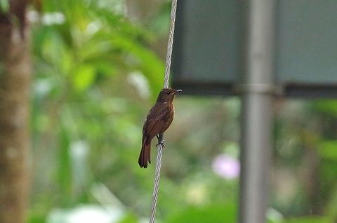 Large niltava (Niltava grandis) female. Bukit Fraser, Malaysia. Jul 24, 2015. Geotagged,Large niltava,Malaysia,Niltava grandis,Summer