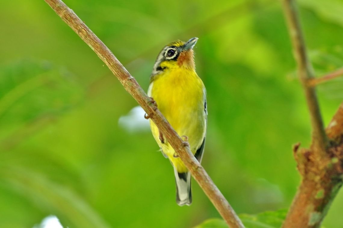 Black-eared shrike-babbler (Pteruthius melanotis) Bukit Fraser, Malaysia. Jul 24, 2015. Black-eared shrike-babbler,Geotagged,Malaysia,Pteruthius melanotis,Summer