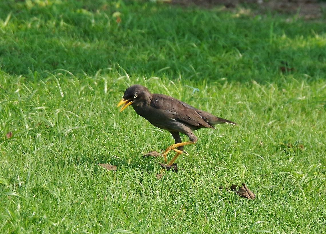 Javan Myna (Acridotheres javanicus) Gardens by the Bay, Singapore. Aug 28, 2015. Acridotheres javanicus,Geotagged,Javan Myna,Singapore,Summer