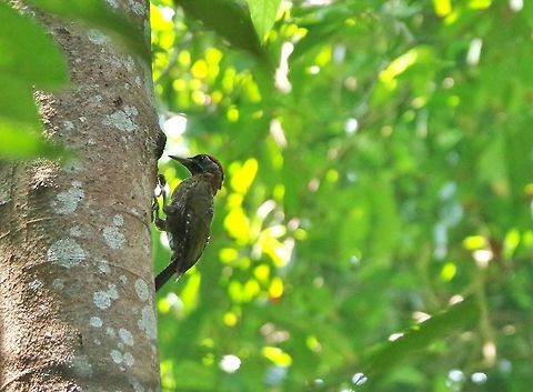 Laced woodpecker (Picus vittatus) Singapore Botanic Gardens. Aug 28, 2015. Geotagged,Laced woodpecker,Picus vittatus,Singapore,Summer