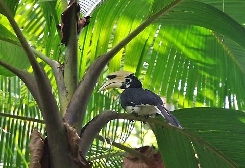 Oriental Pied Hornbill (Anthracoceros albirostris) Singapore Botanic Gardens. Aug 28, 2015. Anthracoceros albirostris,Geotagged,Oriental Pied Hornbill,Singapore,Summer