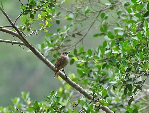 Olive-winged bulbul (Pycnonotus plumosus) Tanjung Sutera, Malaysia. Aug 28, 2015. Geotagged,Malaysia,Olive-winged bulbul,Pycnonotus plumosus,Summer