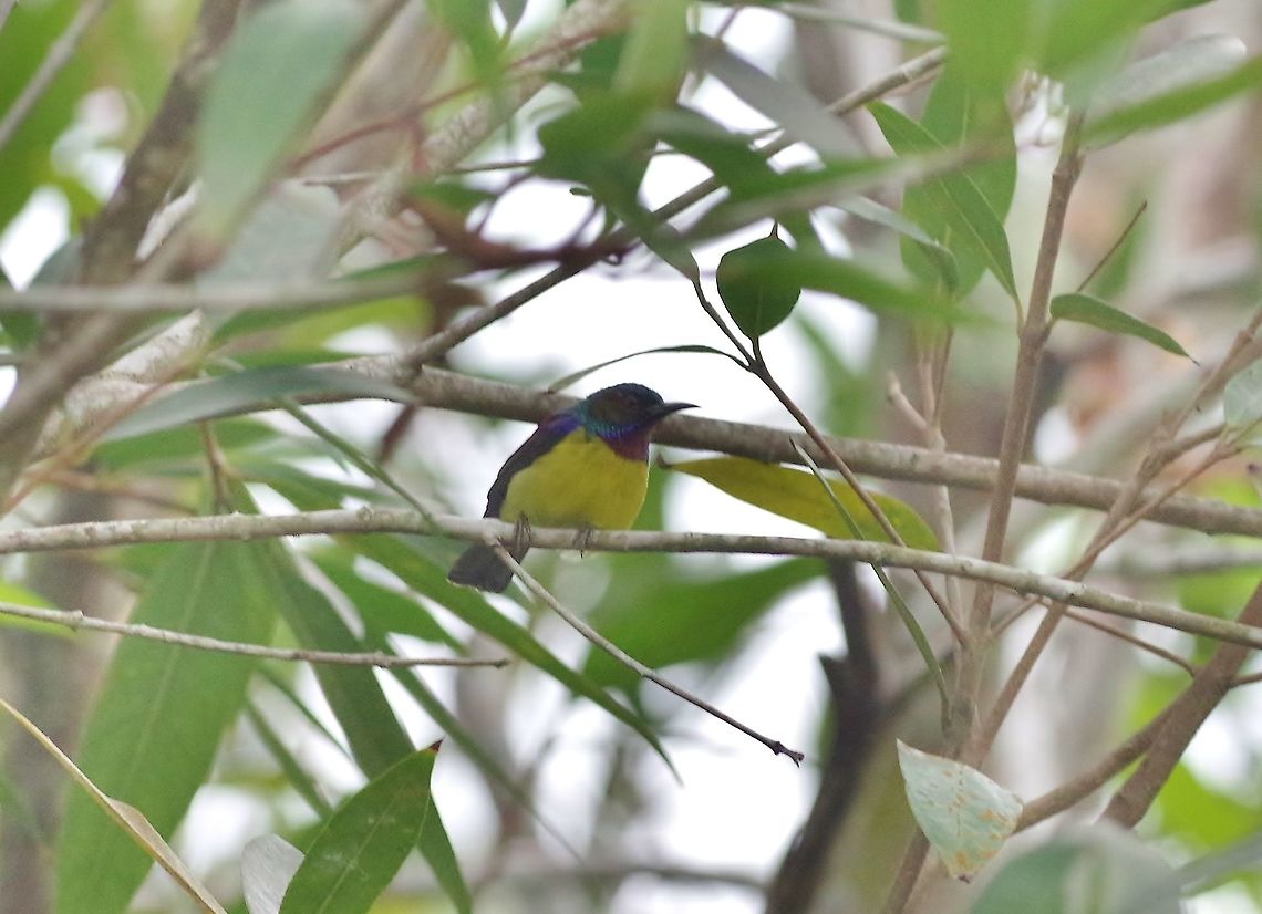 Brown-throated sunbird (Anthreptes malacensis) Tanjung Sutera, Malaysia. Aug 28, 2015. Anthreptes malacensis,Brown-throated sunbird,Geotagged,Malaysia,Summer