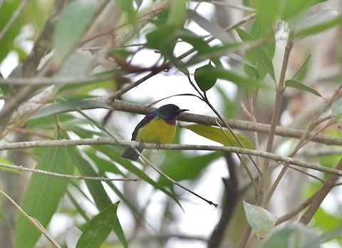 Brown-throated sunbird (Anthreptes malacensis) Tanjung Sutera, Malaysia. Aug 28, 2015. Anthreptes malacensis,Brown-throated sunbird,Geotagged,Malaysia,Summer