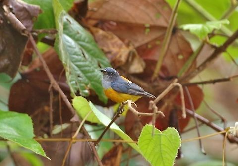 Orange-bellied flowerpecker (Dicaeum trigonostigma) Panti Forest Sanctuary, Malaysia. Aug 30, 2015. Dicaeum trigonostigma,Geotagged,Malaysia,Orange-bellied flowerpecker,Summer