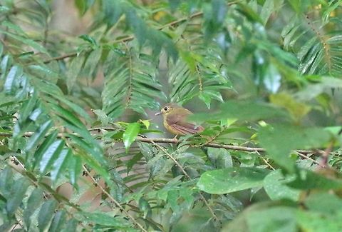 Hairy-backed bulbul (Tricholestes criniger) Panti Forest Sanctuary, Malaysia. Aug 29, 2015. Geotagged,Hairy-backed bulbul,Malaysia,Summer,Tricholestes criniger