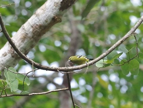 Green iora (Aegithina viridissima) Panti Forest Sanctuary, Malaysia. Aug 29, 2015. Aegithina viridissima,Geotagged,Green iora,Malaysia,Summer